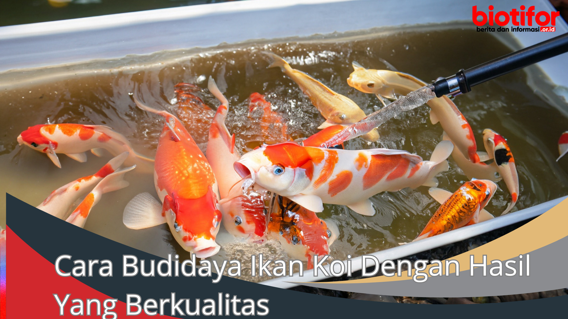 Cara Budidaya Ikan Koi Dengan Hasil Yang Berkualitas