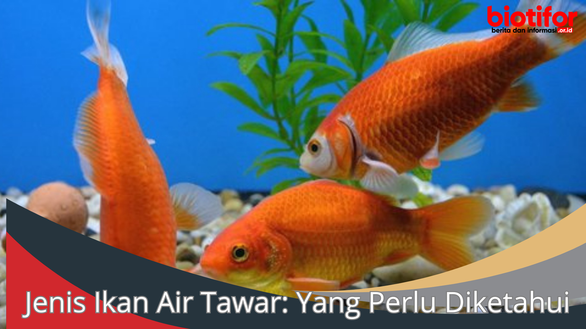 Jenis Ikan Air Tawar: Yang Perlu Diketahui