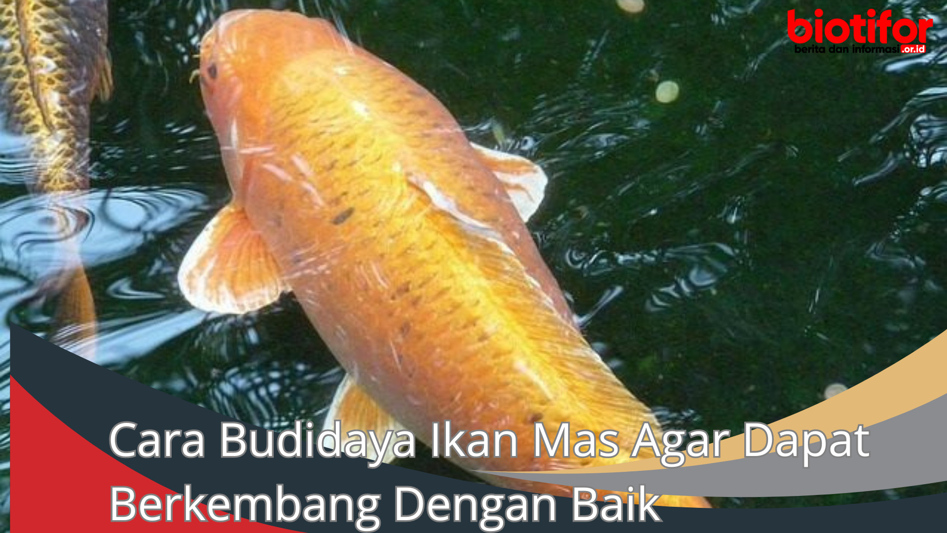 Cara Budidaya Ikan Mas Agar Dapat Berkembang Dengan Baik