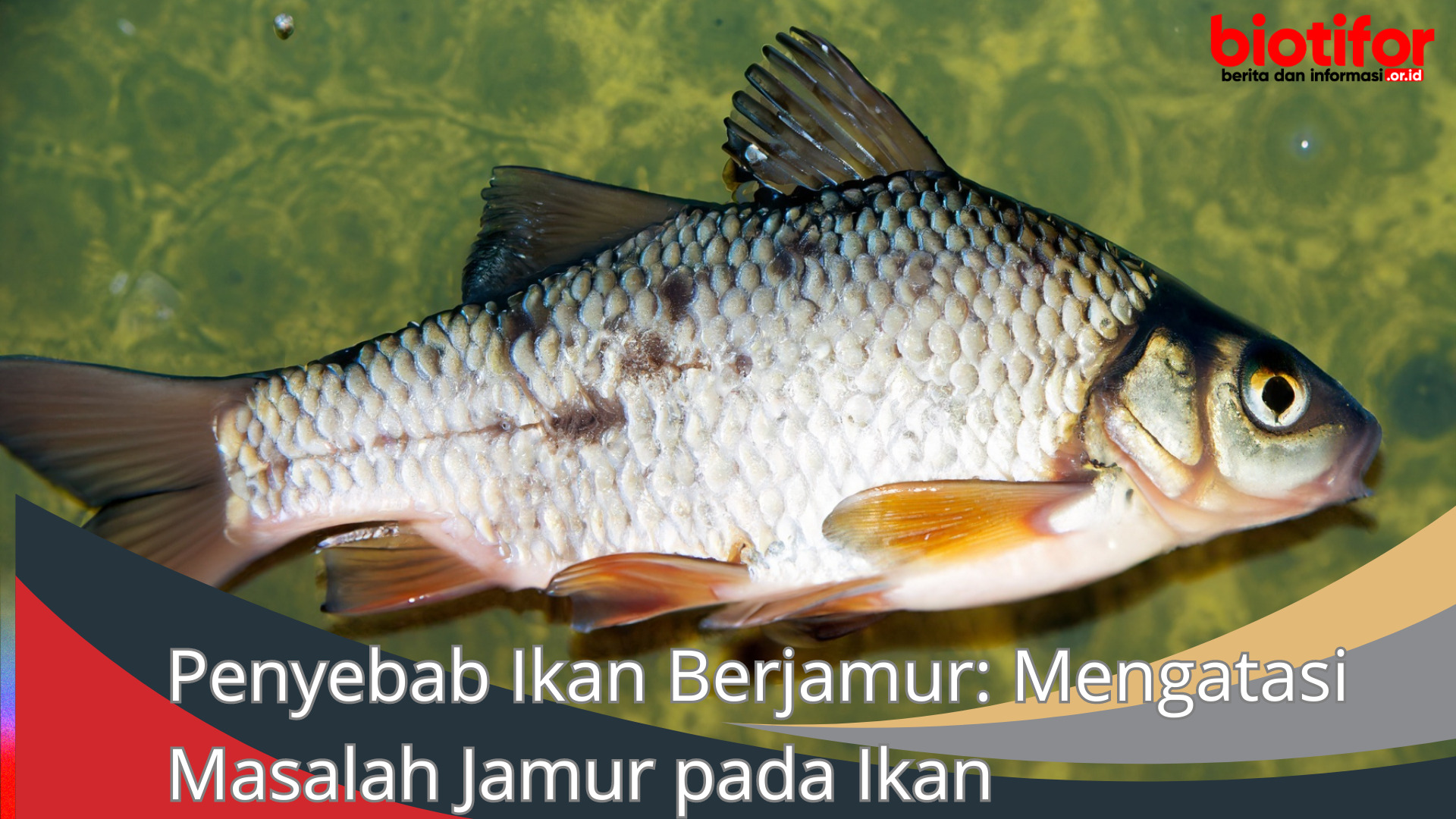 Penyebab Ikan Berjamur Mengatasi Masalah Jamur pada Ikan