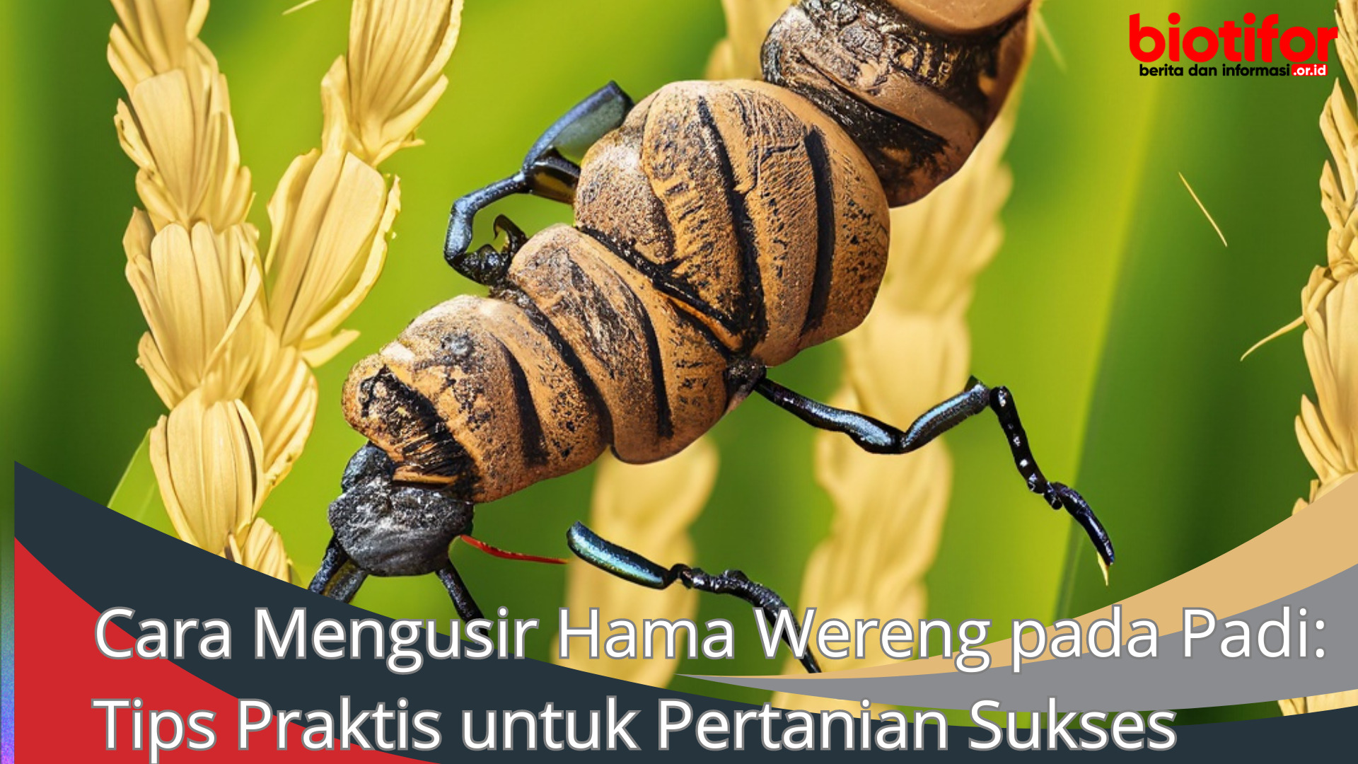 Cara Mengusir Hama Wereng pada Padi untuk Pertanian Sukses