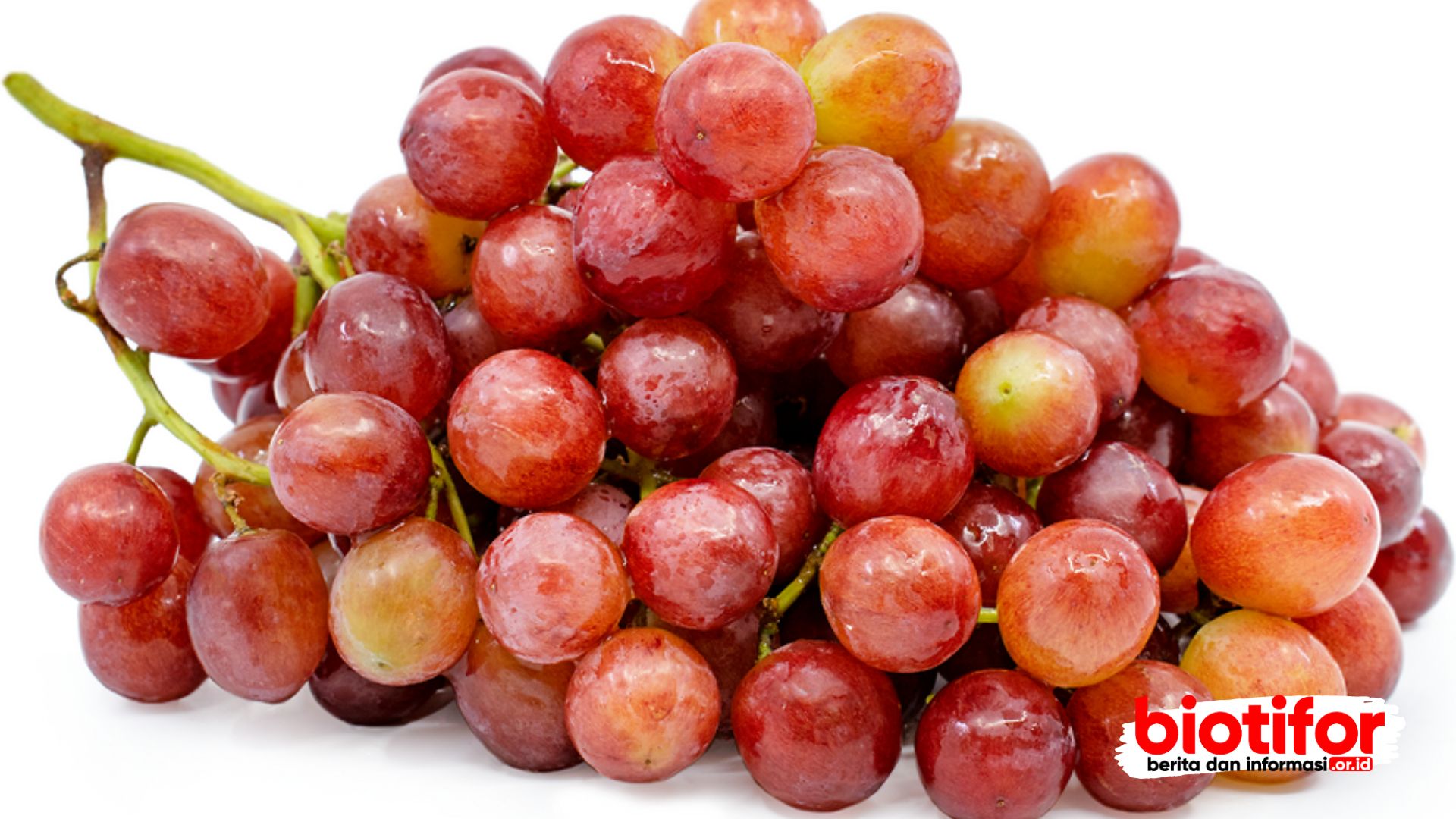 Красный виноград песня. Seedless grapes виноград. Red seedless grapes. Виноград ред Глоуб. Виноград ред Флейм.