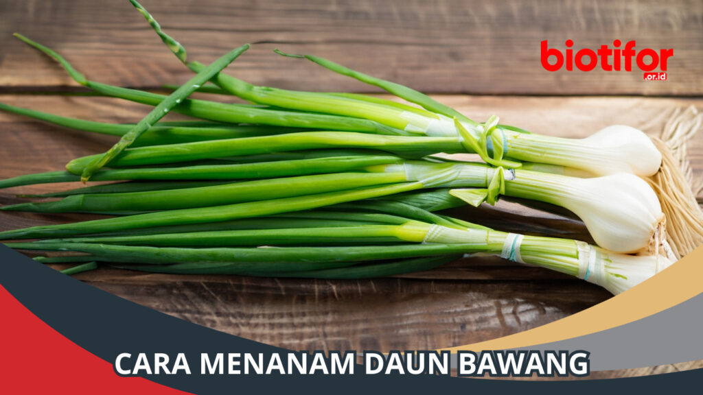 Cara Menanam Daun Bawang: Panduan Lengkap Untuk Pemula - Biotifor