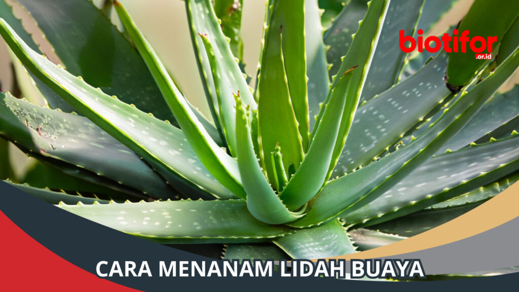 Cara Menanam Lidah Buaya Panduan Lengkap Untuk Pemula Biotifor