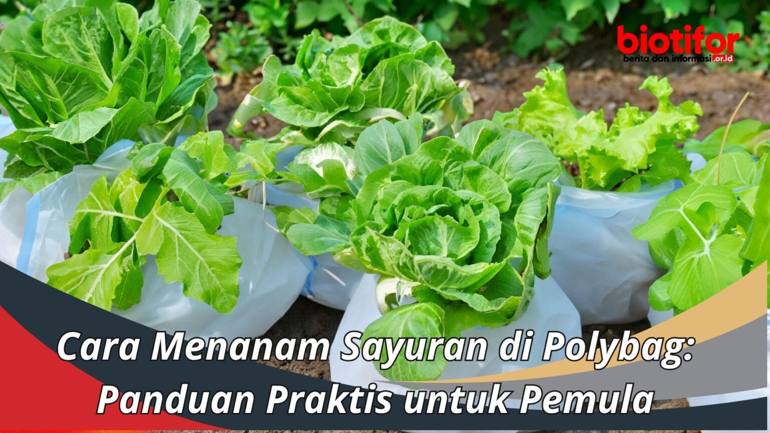 Cara Menanam Sayuran Di Polybag: Panduan Praktis Untuk Pemula