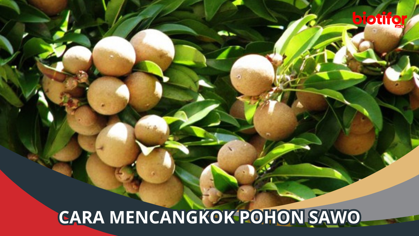 Cara Mencangkok Pohon Sawo: Panduan Lengkap dan Detail