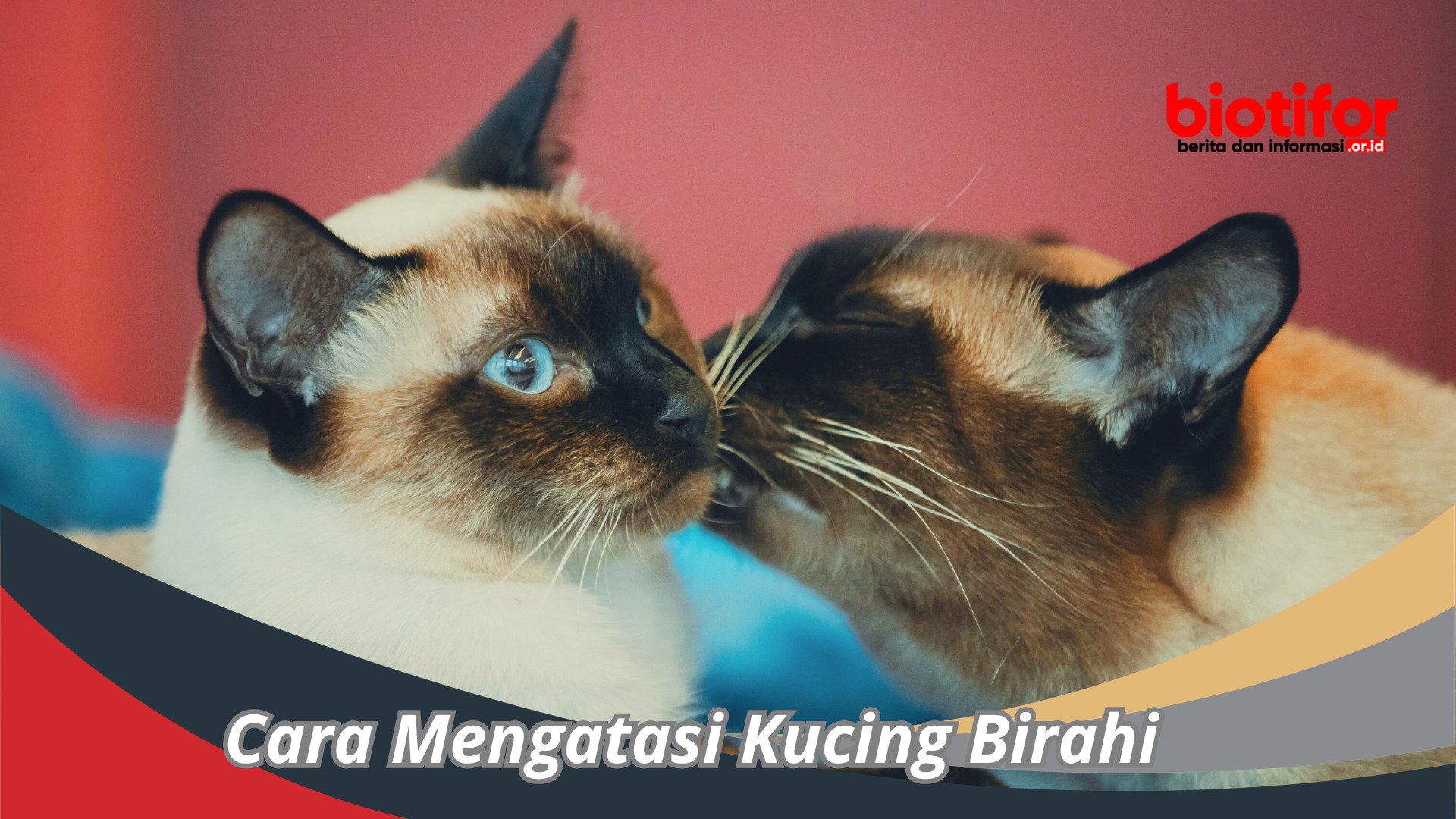 Cara Mengatasi Kucing Birahi : Langkah-Langkah Aman