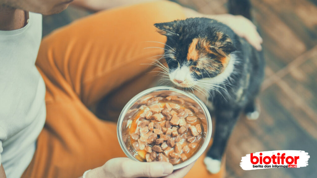 Cara Mengatasi Kucing Tidak Mau Makan Dan Penyebabnya