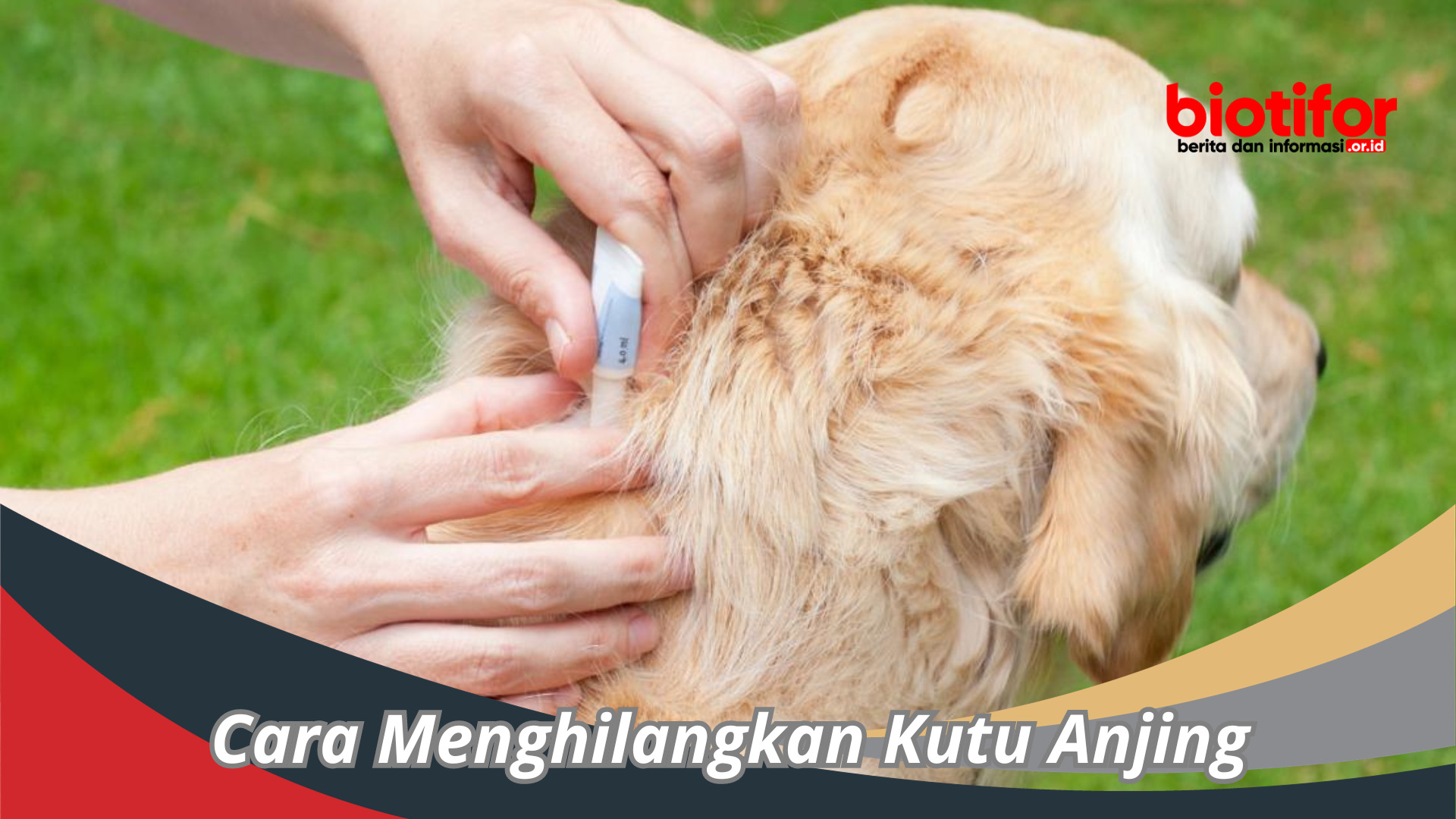 Cara Menghilangkan Kutu Anjing Dengan Efektif