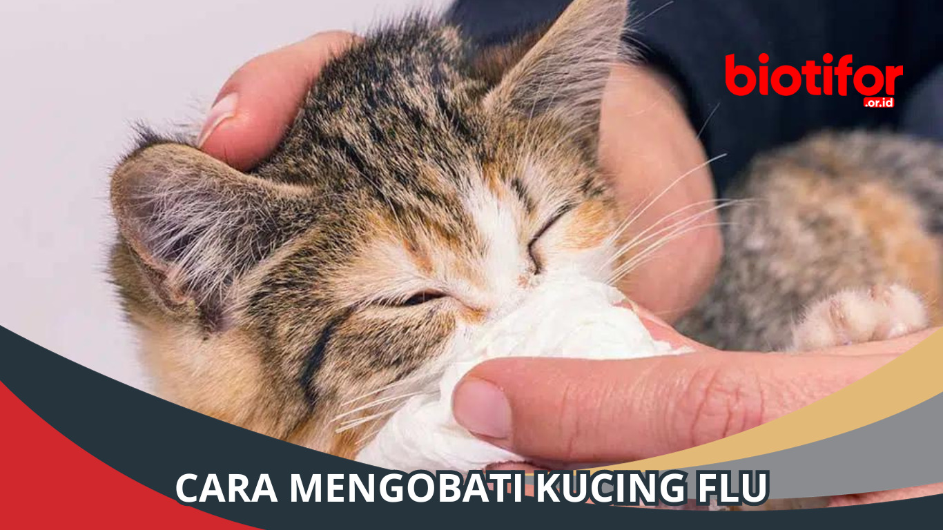 Cara Mengobati Kucing Flu dengan Cepat, 1 Hari Sembuh!