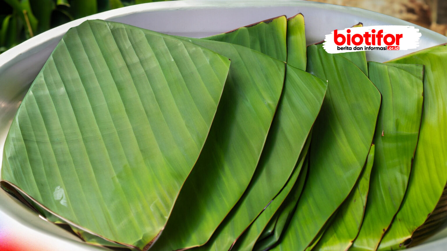 Cara Menyimpan Daun Pisang Agar Tahan Lama Tidak Menguning Biotifor