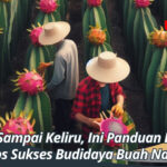 Jangan Sampai Keliru, Ini Panduan Lengkap Tips Sukses Budidaya Buah Naga