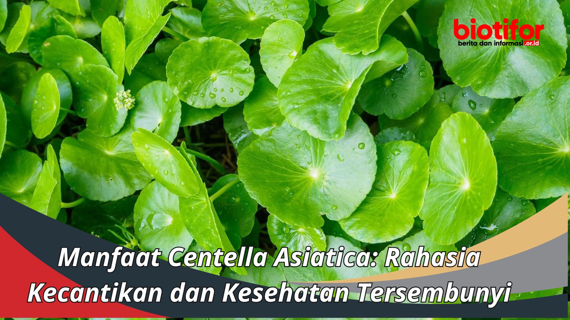 Manfaat Centella Asiatica: Rahasia Kecantikan dan Kesehatan Tersembunyi