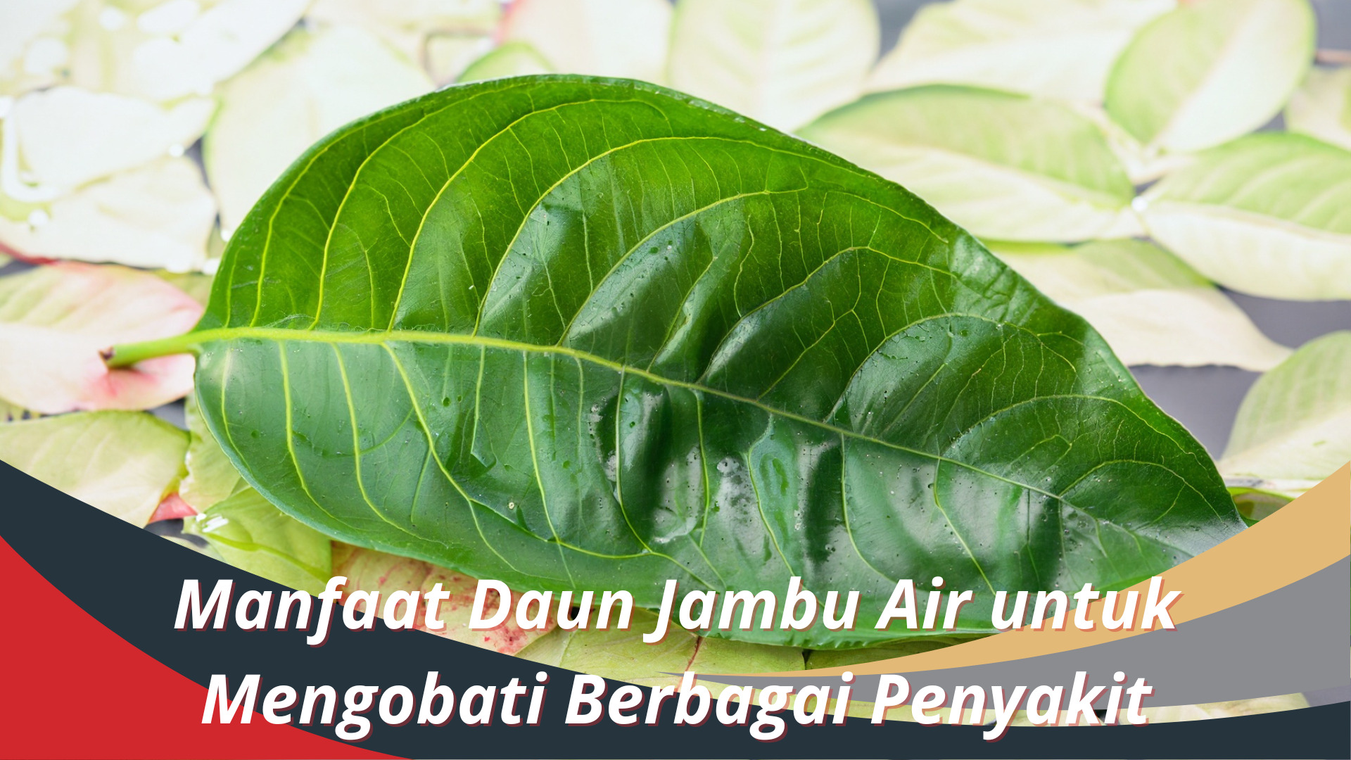 Manfaat Daun Jambu Air untuk Mengobati Berbagai Penyakit