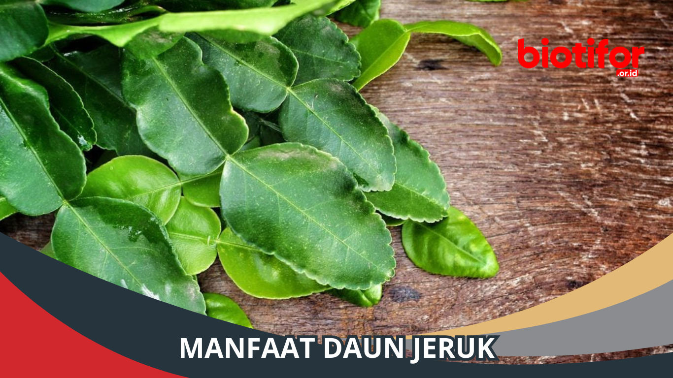 Manfaat Daun Jeruk Bagi Kesehatan Kita, Simak!