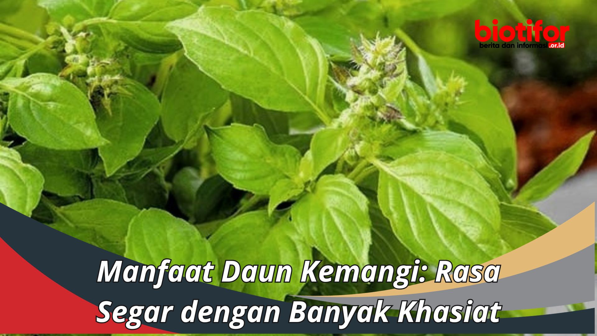 Manfaat Daun Kemangi: Rasa Segar dengan Banyak Khasiat