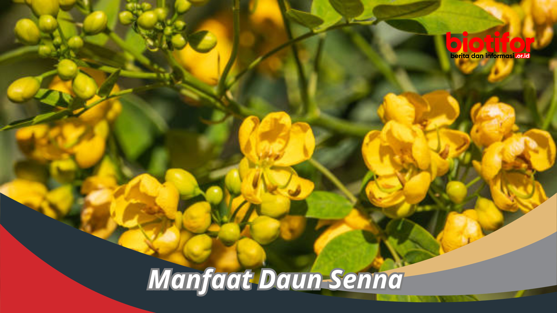 Manfaat Daun Senna Yang Menakjubkan