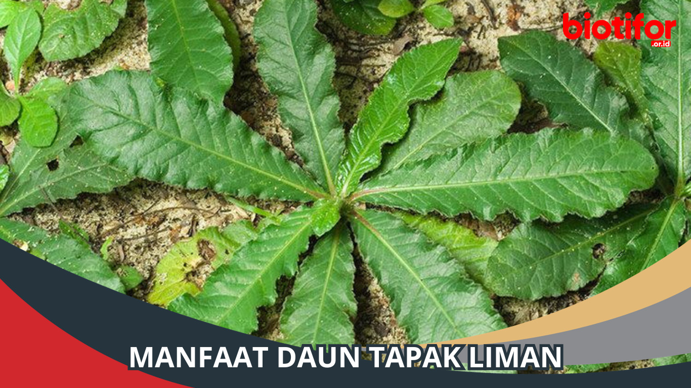 Manfaat Daun Tapak Liman | Khasiat Tanaman Tradisional