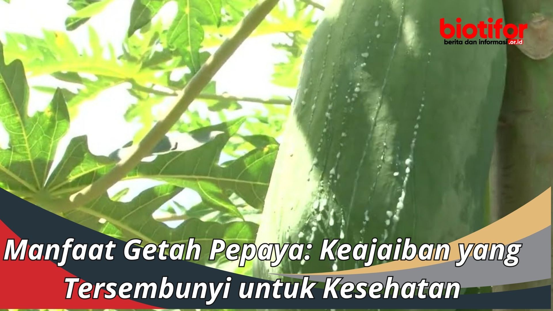 Manfaat Getah Pepaya: Keajaiban yang Tersembunyi untuk Kesehatan