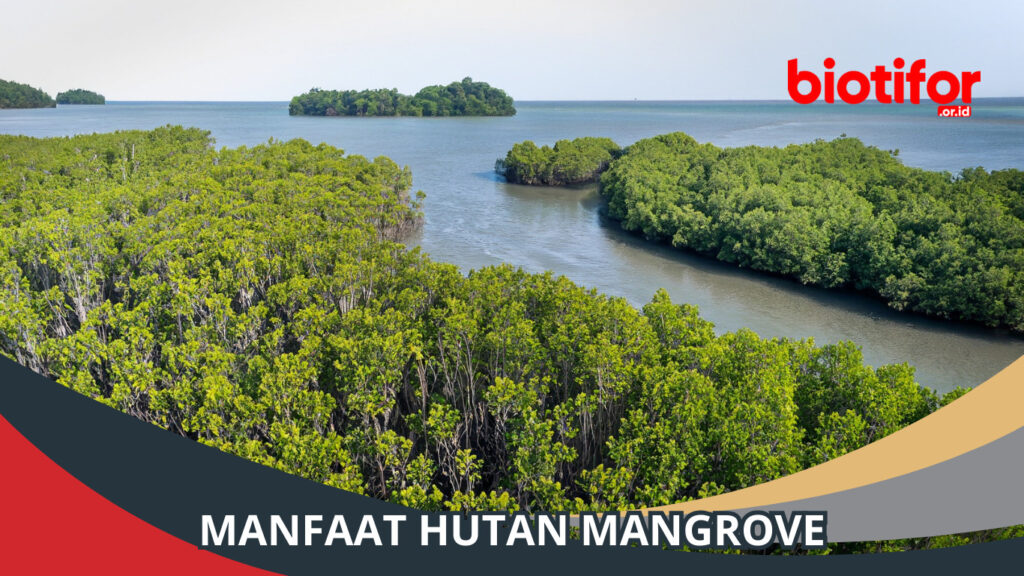 Manfaat Hutan Mangrove: Melindungi Lingkungan Dan Kehidupan - Biotifor