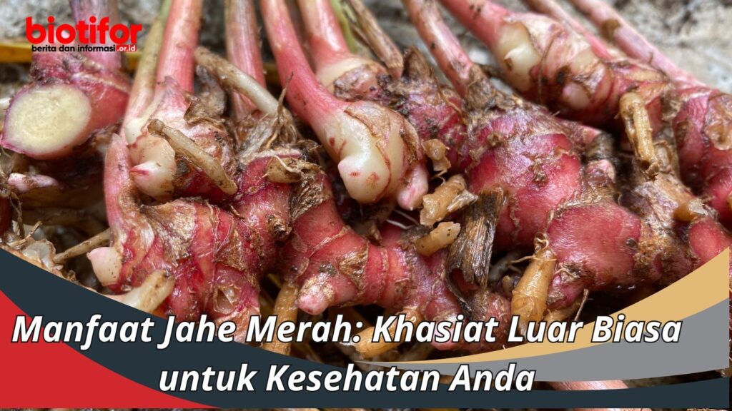 Manfaat Jahe Merah Khasiat Luar Biasa Untuk Kesehatan Anda Biotifor