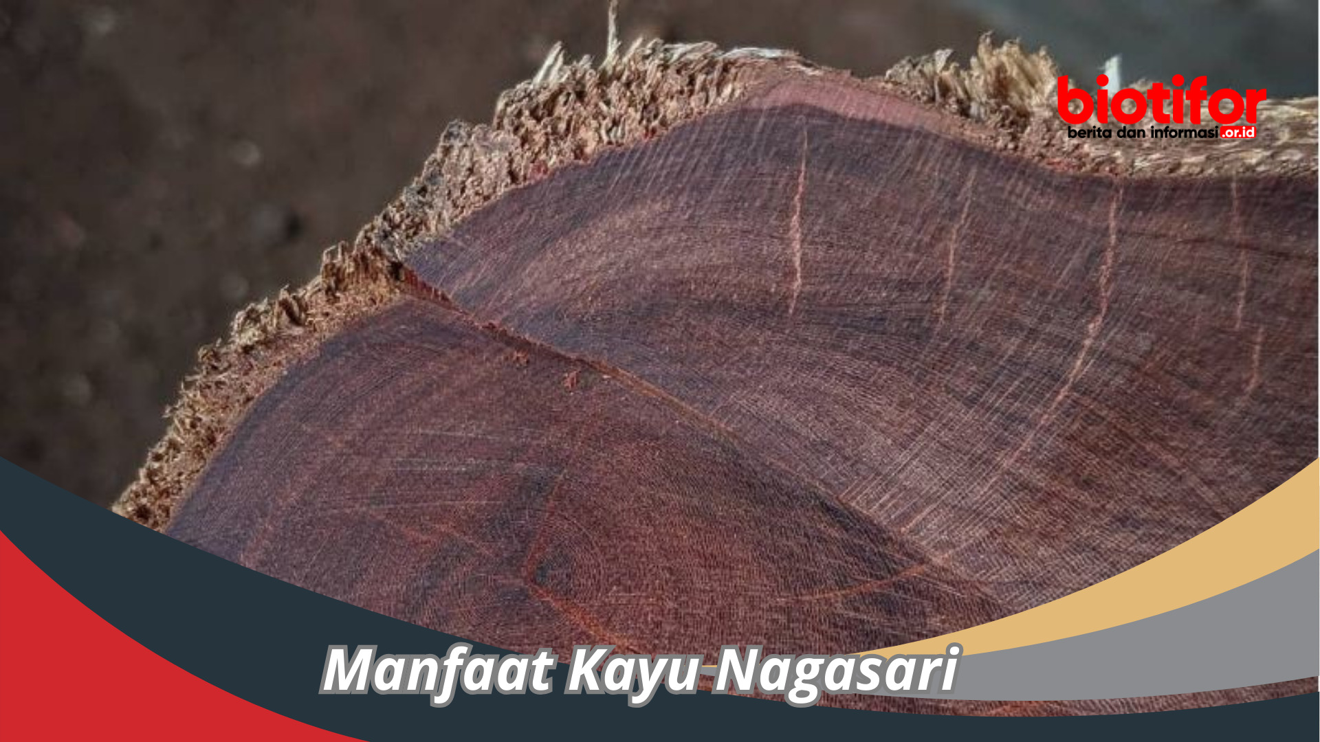 Manfaat Kayu Nagasari : Kekayaan Tersembunyi Hutan