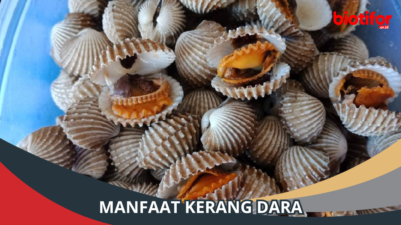 Manfaat Kerang Dara, Kaya Manfaat bagi Kesehatan kamu!