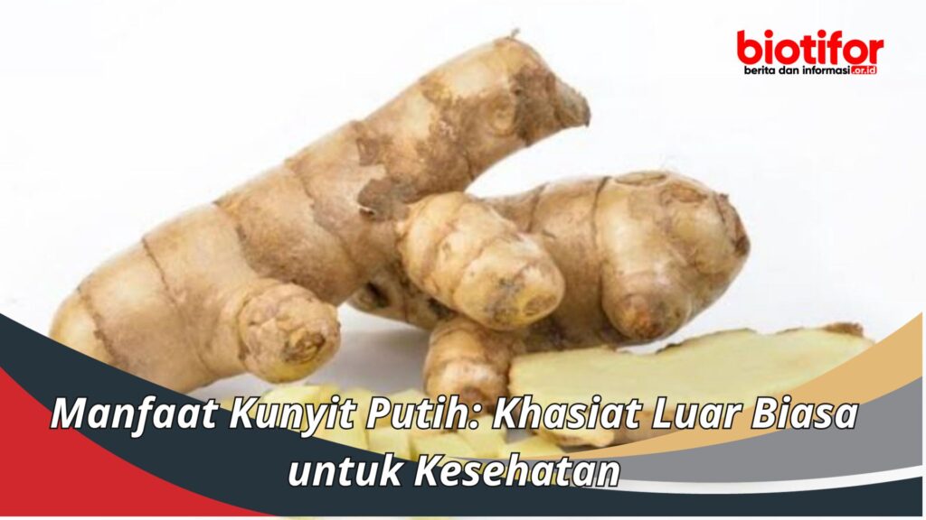 Manfaat Kunyit Putih: Khasiat Luar Biasa Untuk Kesehatan - Biotifor