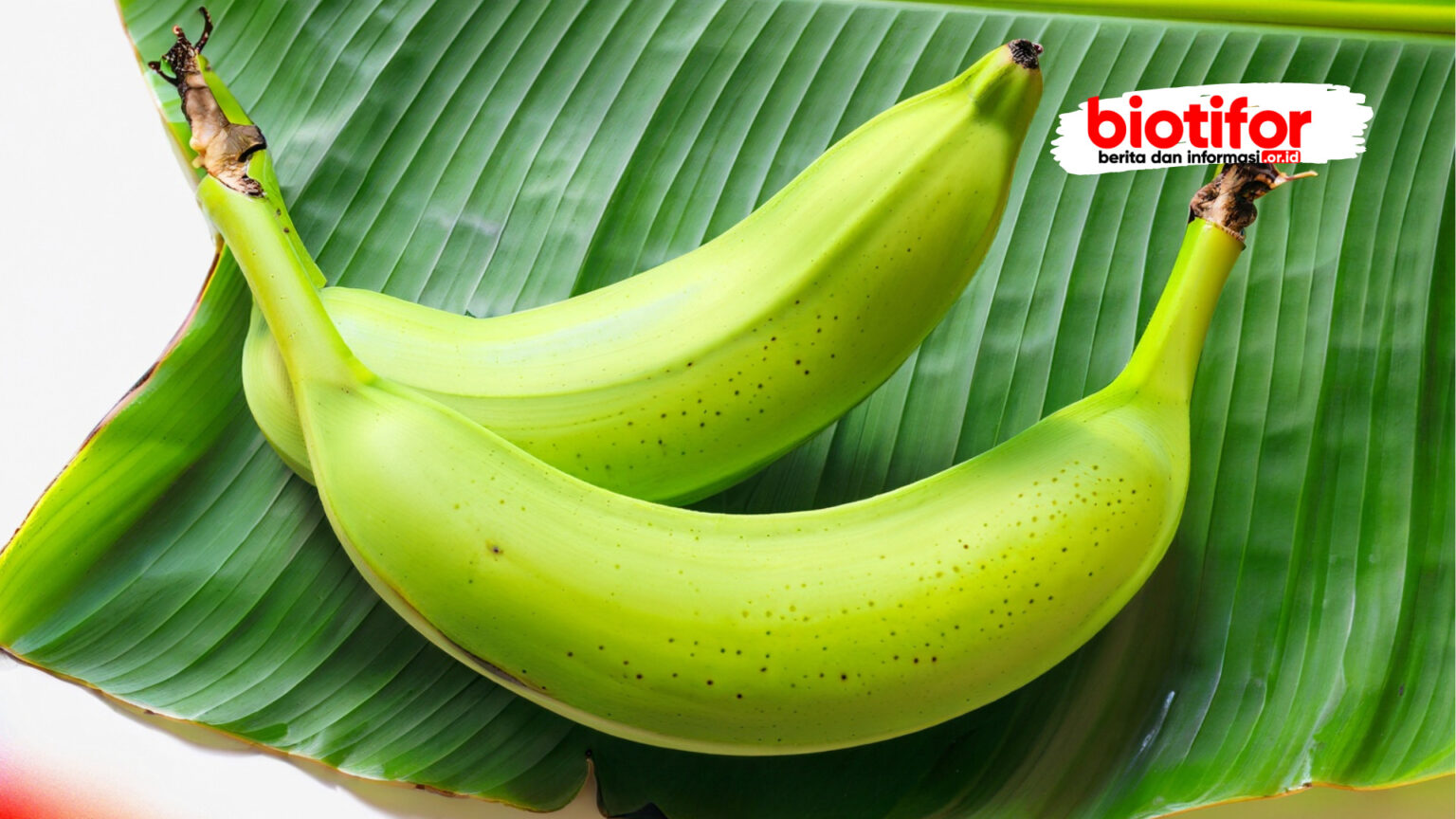 Manfaat Daun Pisang Untuk Kesehatan Dan Lingkungan Biotifor