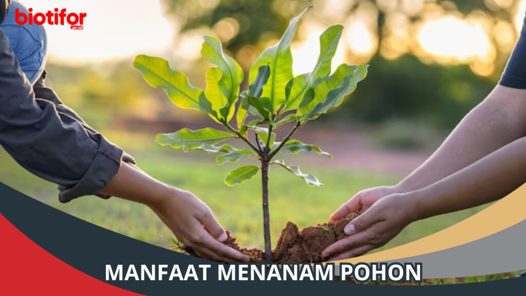 Manfaat Menanam Pohon, Membangun Kehidupan Lebih Baik! - Biotifor