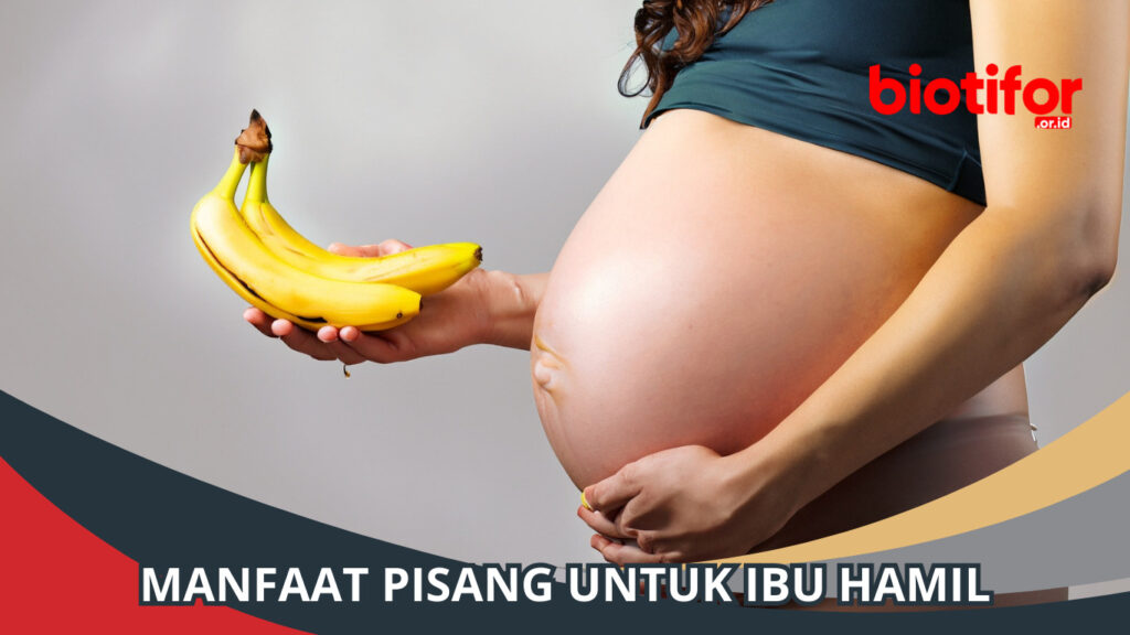 Manfaat Pisang Untuk Ibu Hamil Nutrisi Penting Selama Kehamilan Biotifor