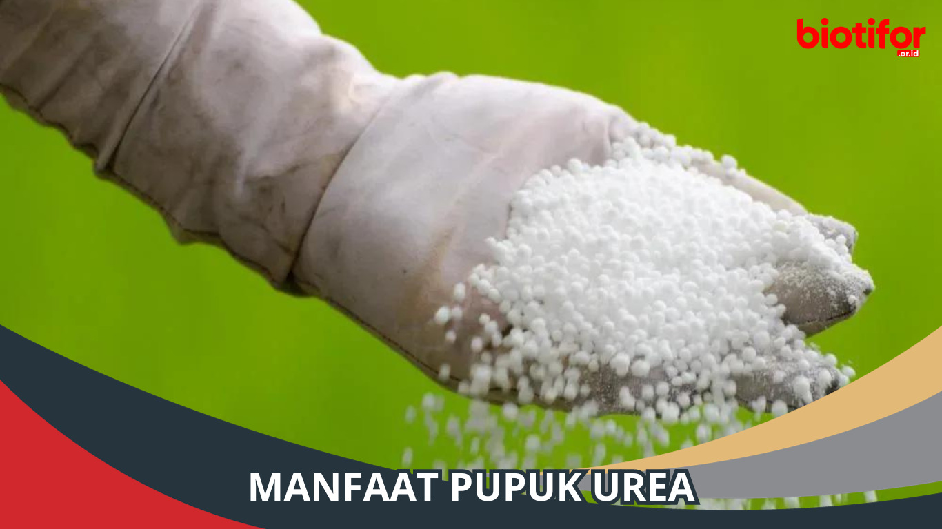 Manfaat Pupuk Urea, Upaya Meninkgatkan Hasil Pertanian!