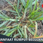 Manfaat Rumput Belulang