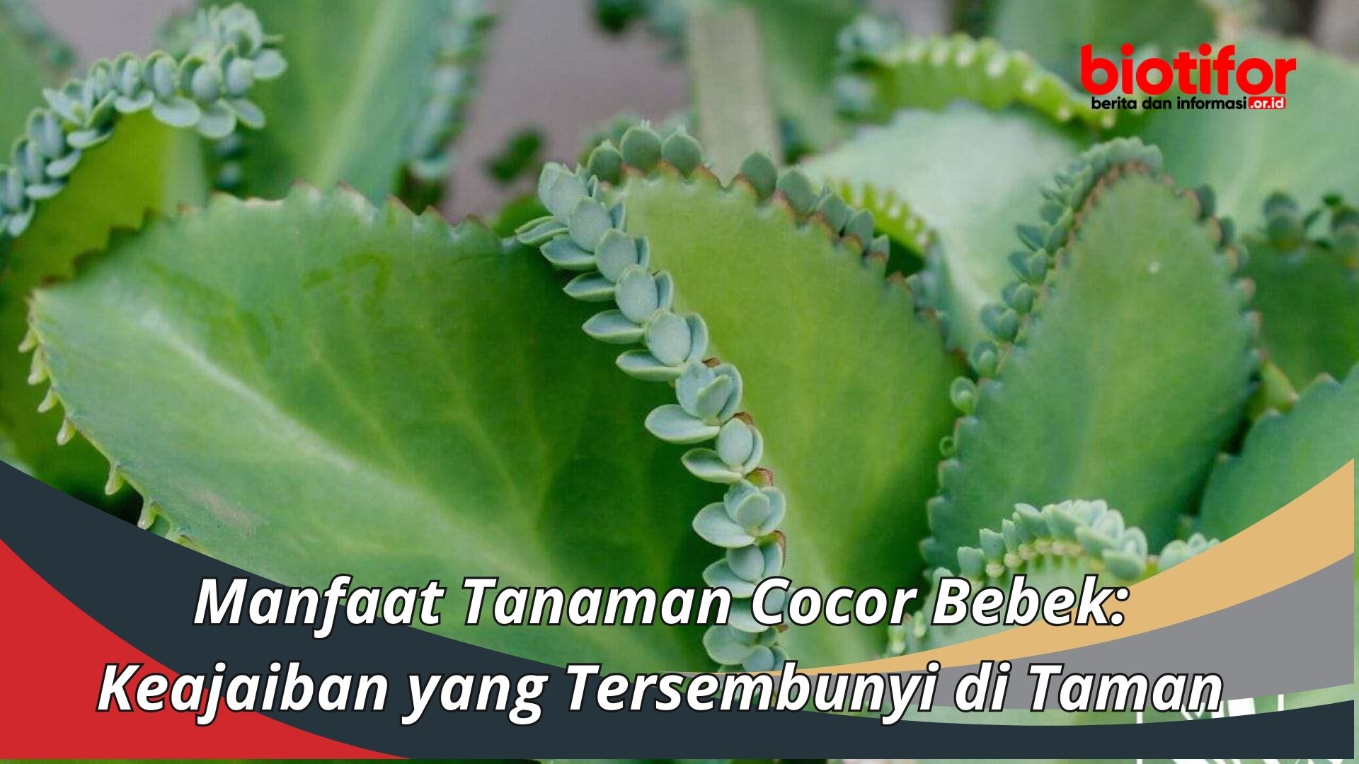 Manfaat Tanaman Cocor Bebek: Keajaiban yang Tersembunyi di Taman