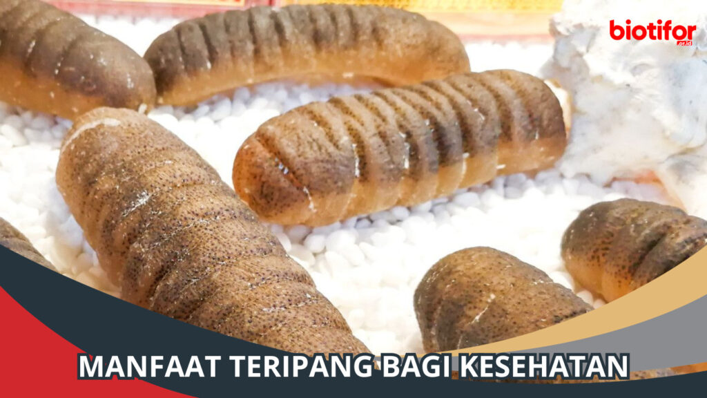 8 Manfaat Teripang Bagi Kesehatan dan Cara mengolahnya Biotifor