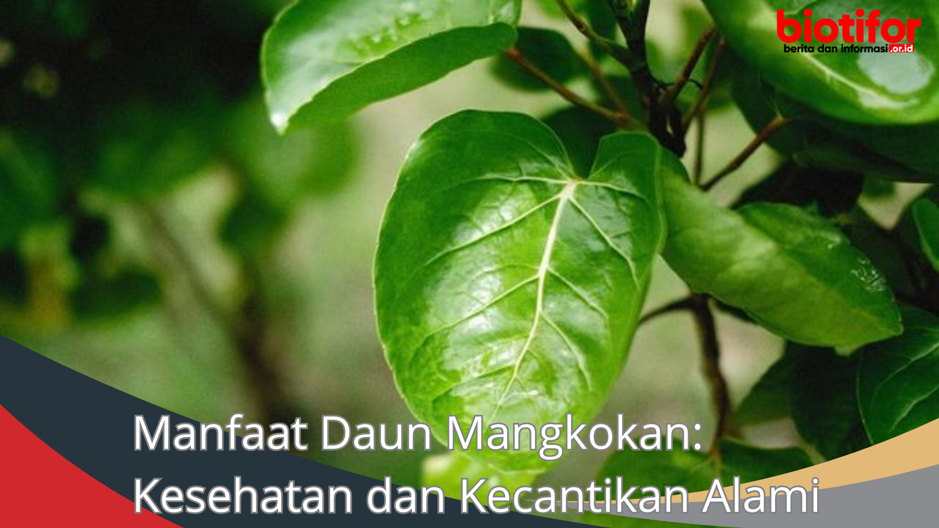 Manfaat Daun Mangkokan: Kesehatan dan Kecantikan Alami