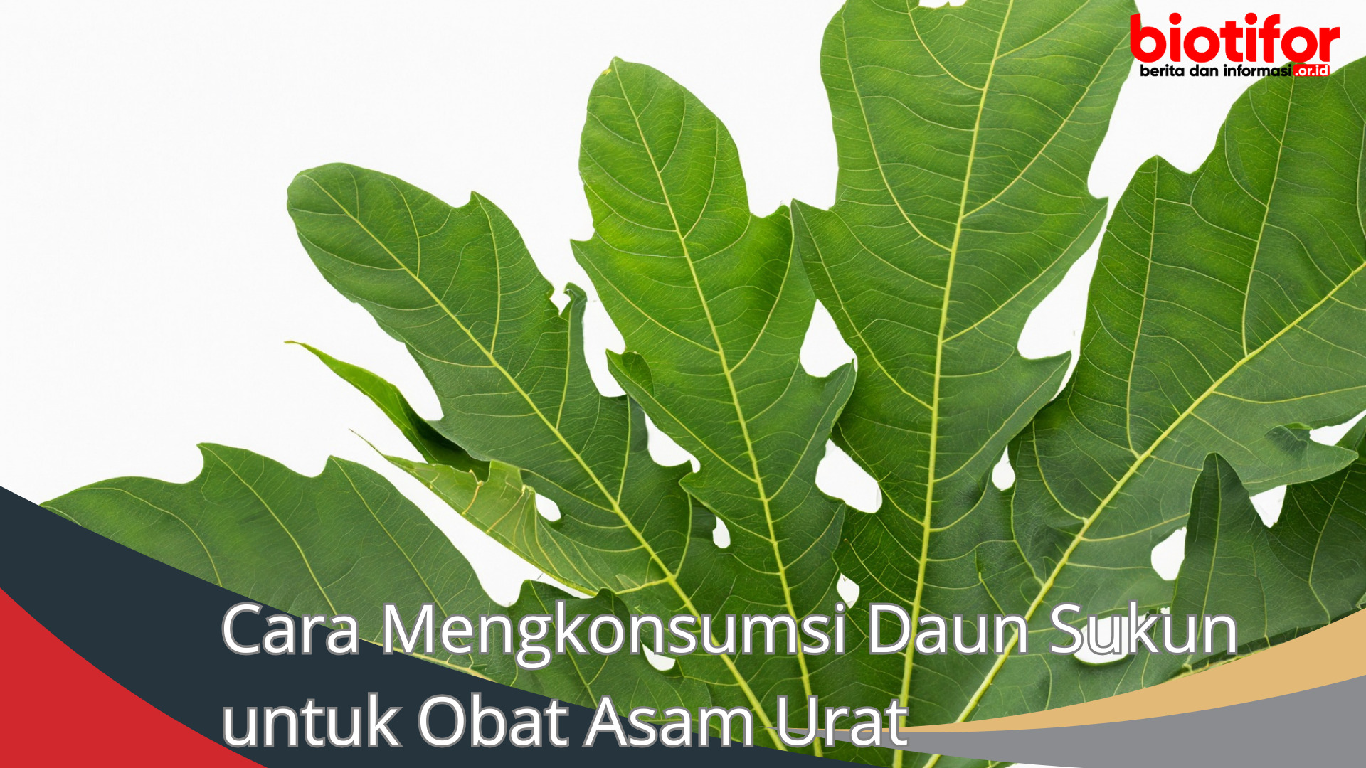 Cara Mengkonsumsi Daun Sukun untuk Obat Asam Urat