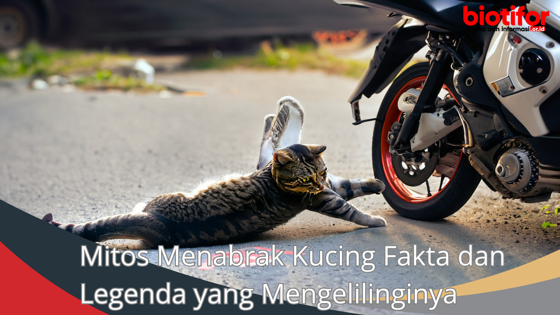 Mitos Menabrak Kucing Fakta dan Legenda yang Mengelilinginya