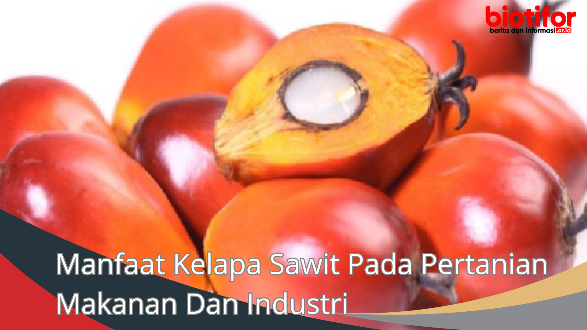 Manfaat Kelapa Sawit Pada Pertanian Makanan Dan Industri