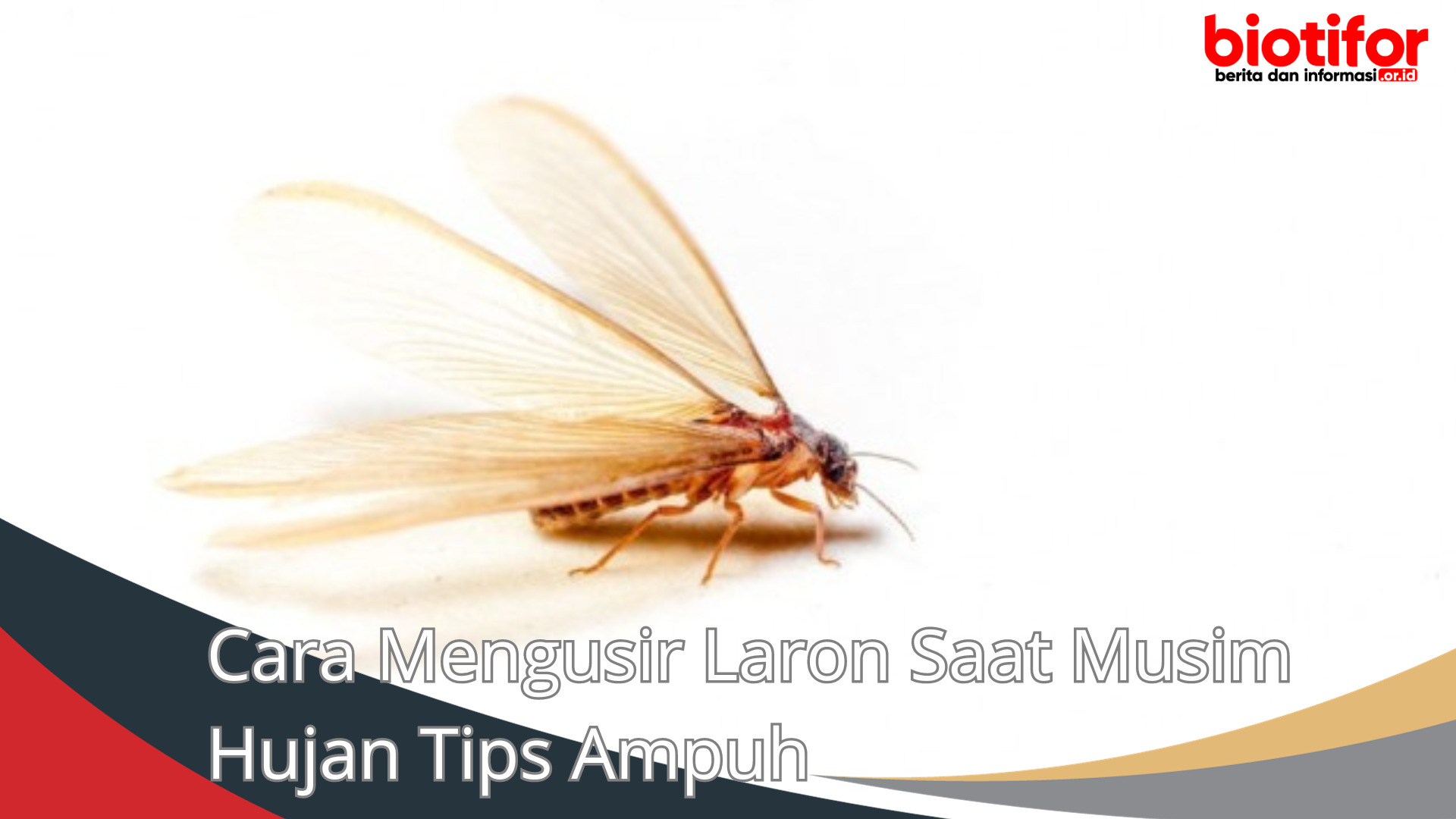 Cara Mengusir Laron Saat Musim Hujan Tips Ampuh