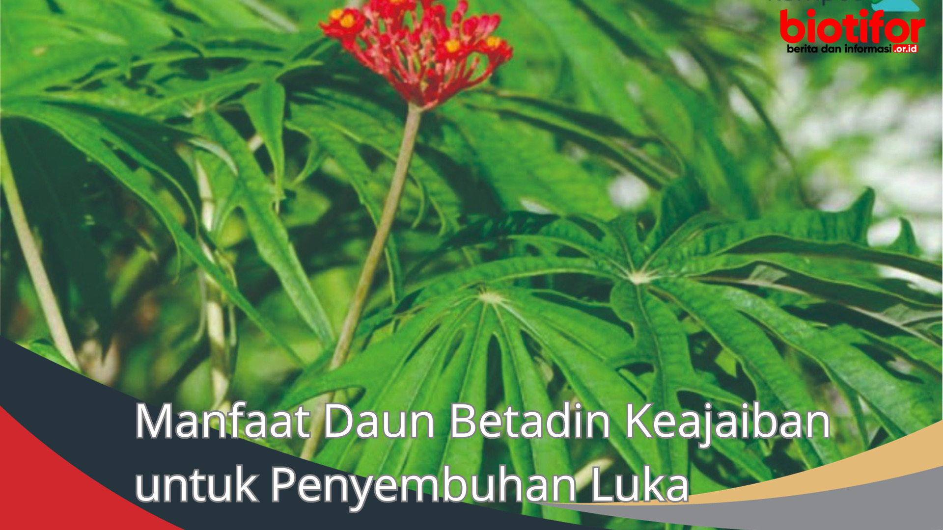 Manfaat Daun Betadin Keajaiban untuk Penyembuhan Luka