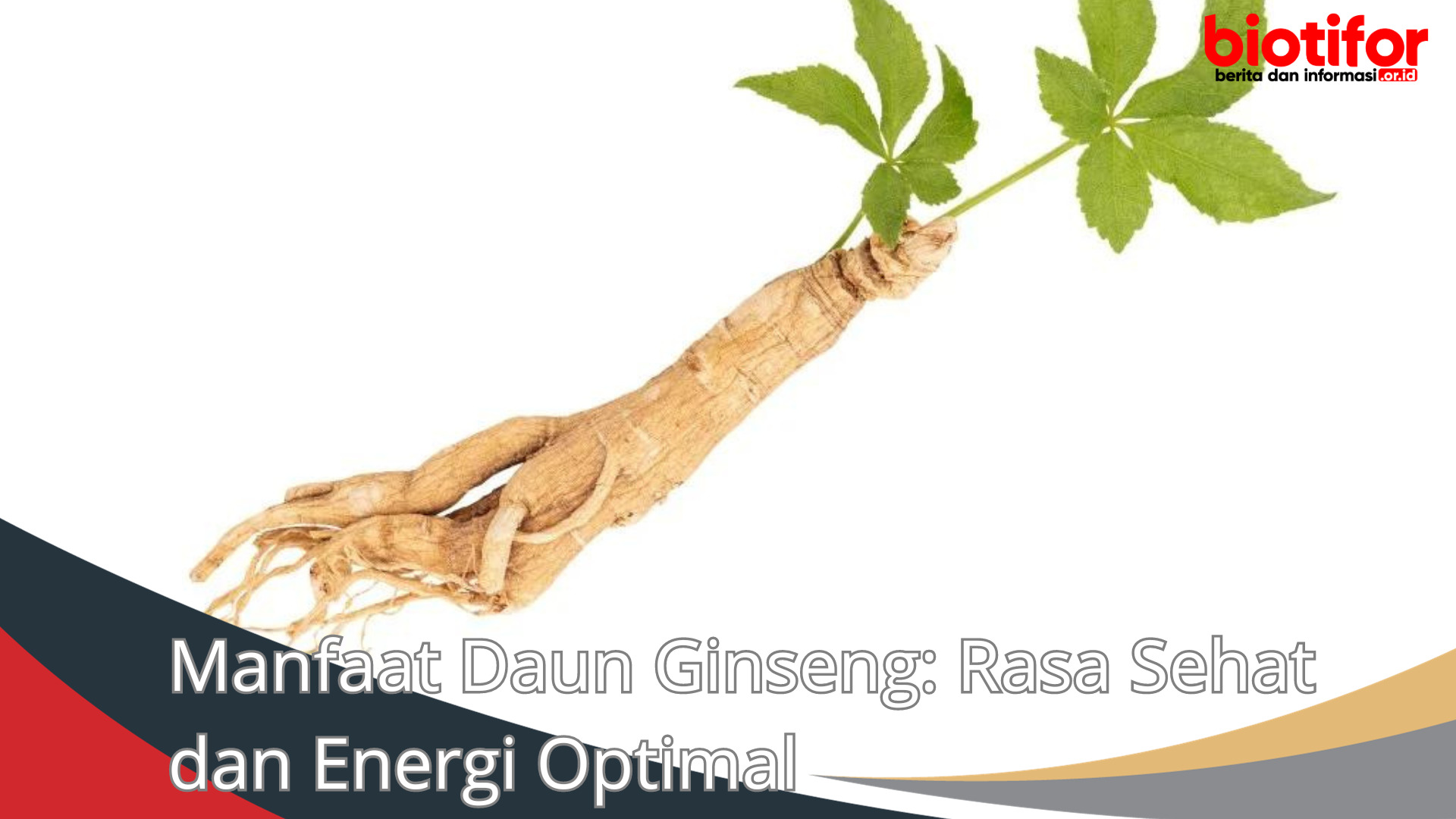 Manfaat Daun Ginseng: Rasa Sehat dan Energi Optimal