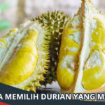 Cara Memilih Durian