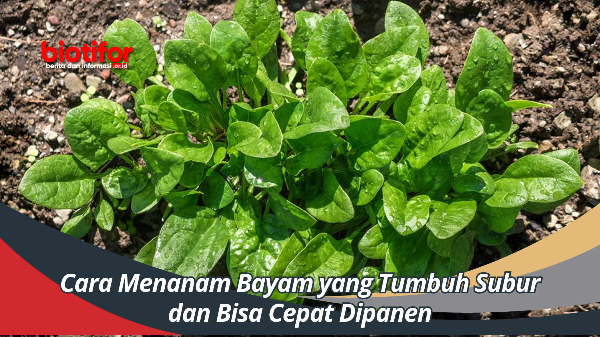 Cara Menanam Bayam yang Tumbuh Subur dan Bisa Cepat Dipanen