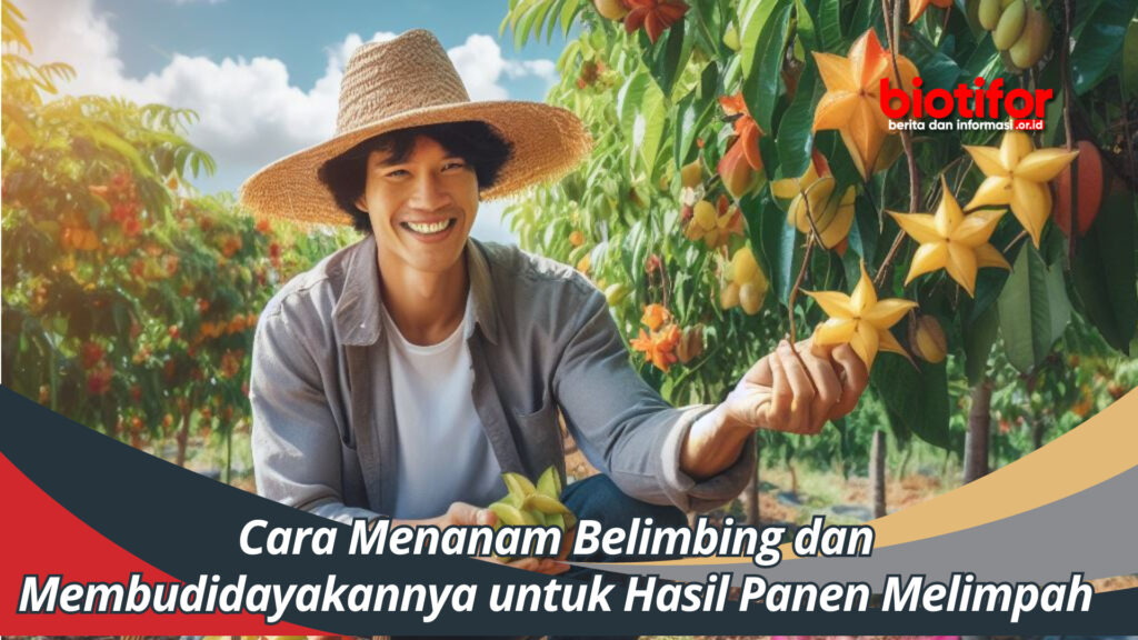 Cara Menanam Belimbing Dan Membudidayakannya Untuk Hasil Panen Melimpah Biotifor