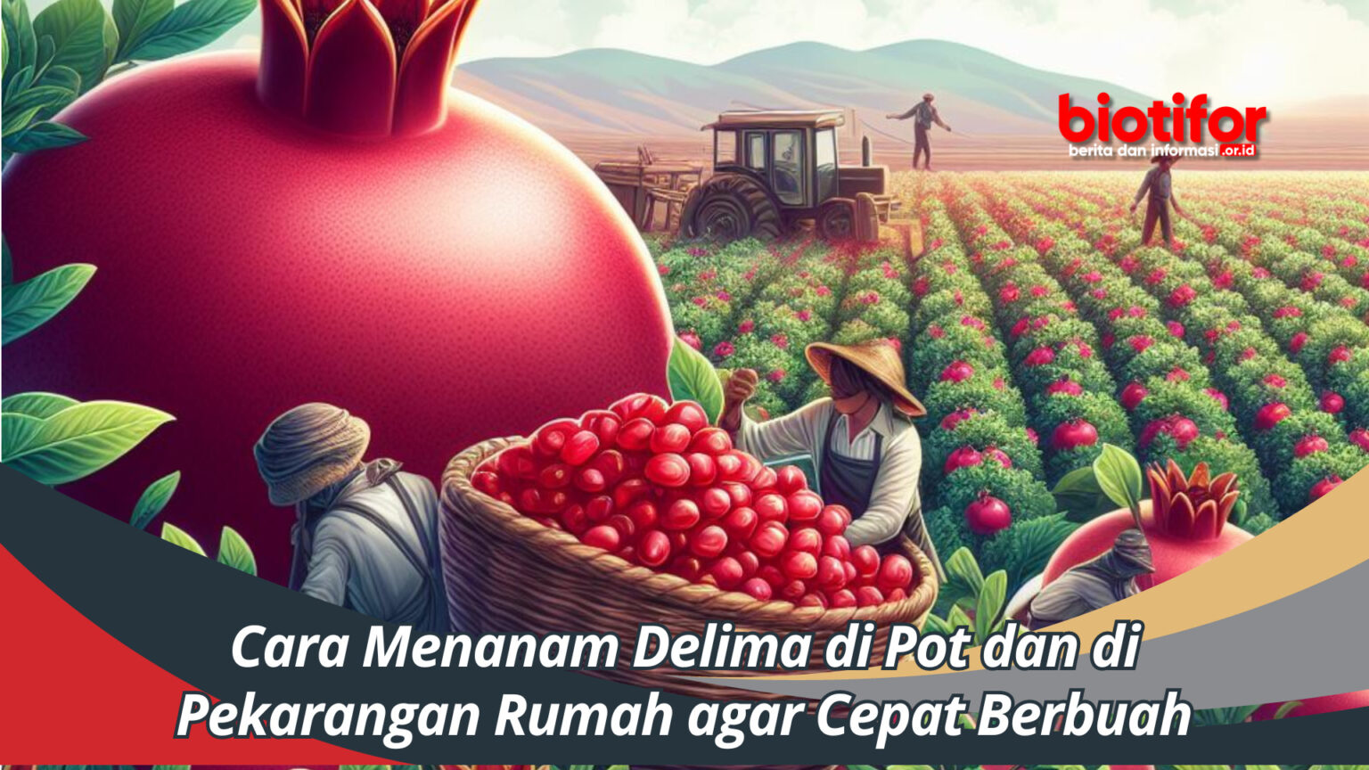 Cara Menanam Delima Di Pot Dan Di Pekarangan Rumah Agar Cepat Berbuah