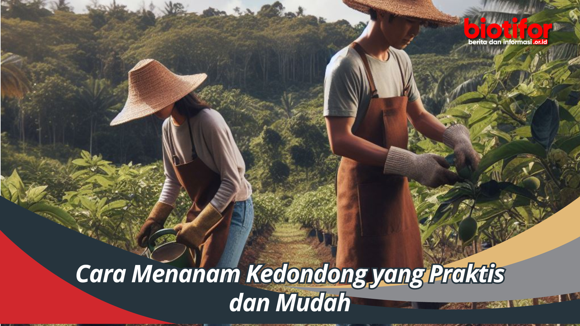 Cara Menanam Kedondong yang Praktis dan Mudah