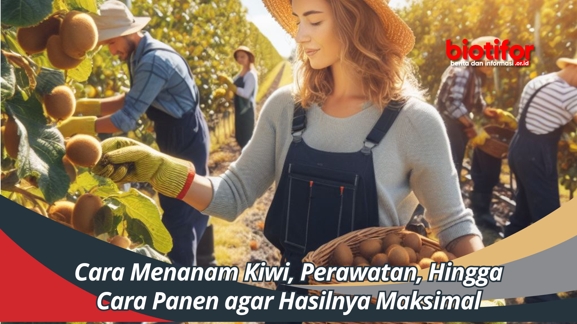 Cara Menanam Kiwi, Perawatan, Hingga Cara Panen agar Hasilnya Maksimal