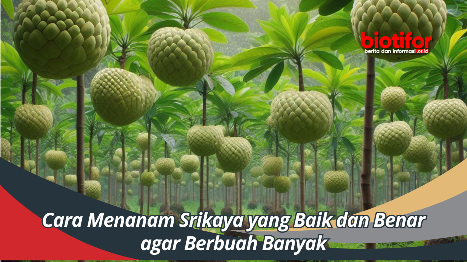 Cara Menanam Srikaya Yang Baik Dan Benar Agar Berbuah Banyak Biotifor