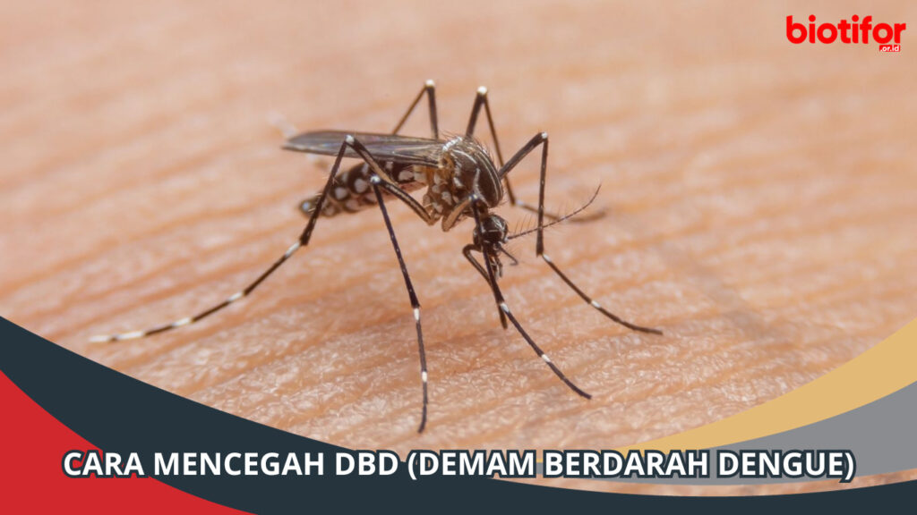 Cara Mencegah DBD (Demam Berdarah Dengue) Secara Efektif - Biotifor